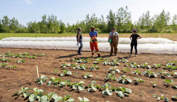 Four researchers standing in a field of crops