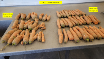 A side by side view of carrots on a table with carrots on the left grown with conventional tillage and carrots grown on the right with stone burier tillage.