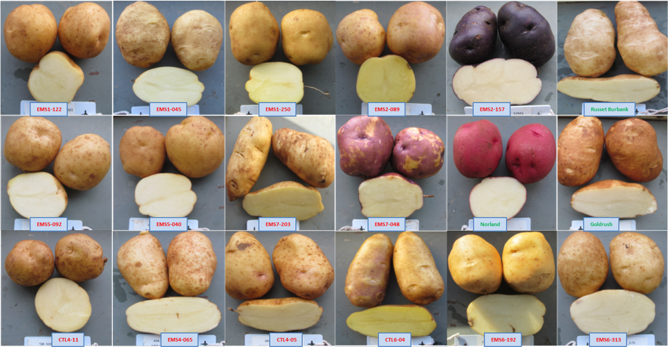 Various types of potatoes displayed on a table