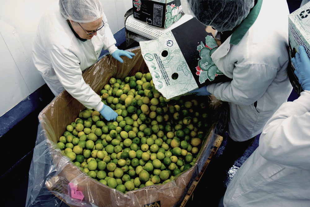 A group of employees in lab coats filling up a box with limes 