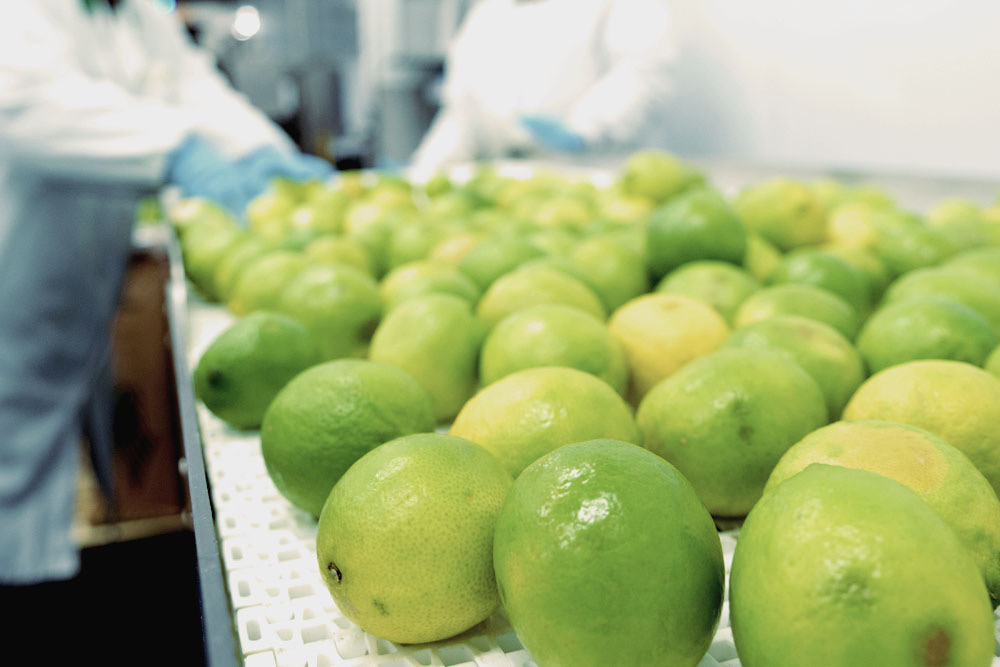 Two employees sorting through limes