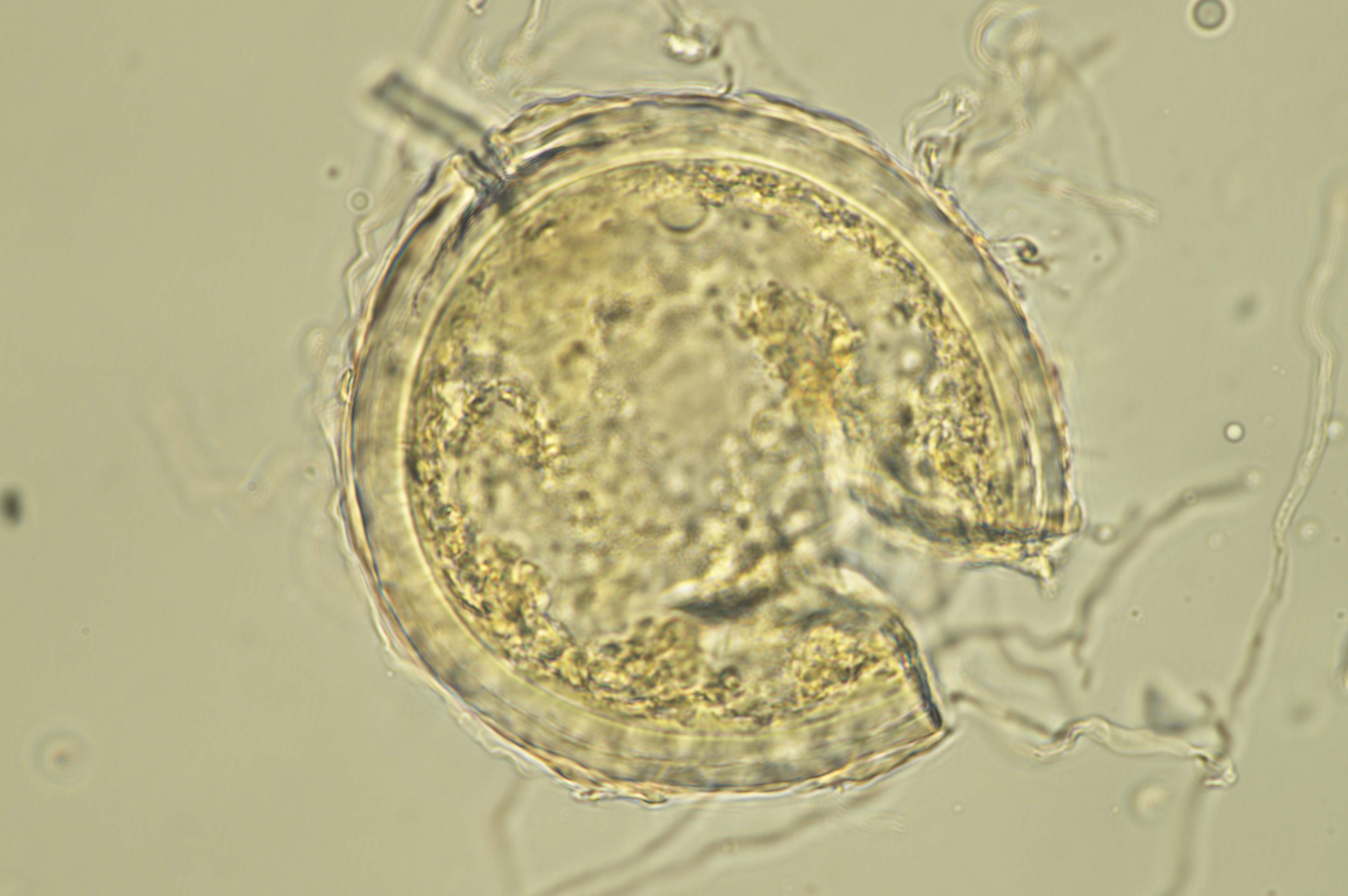 Microscopic image 3 of DAOMC 300090