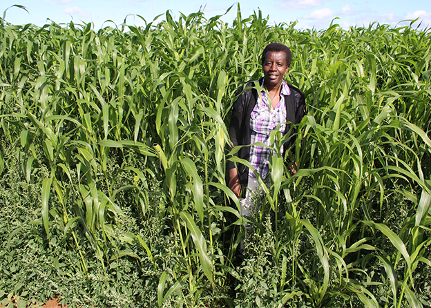 A scientist standing in front of tall green grass crops.