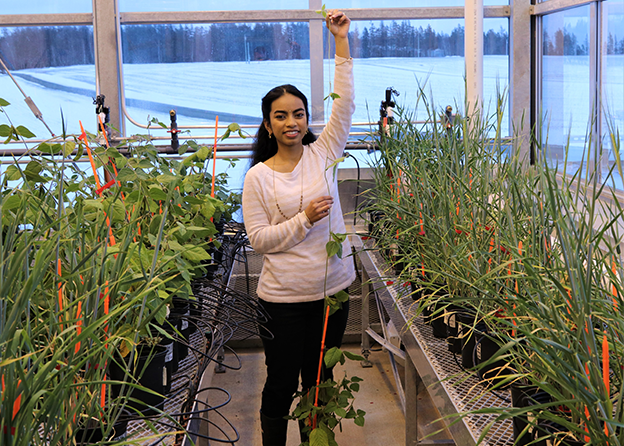 A researcher in a greenhouse standing among various plants being grown.