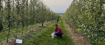 Two researchers collecting soil samples in an orchard