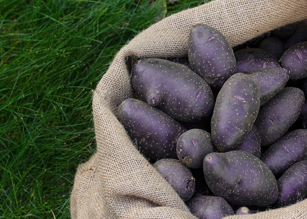Brown burlap bag containing purple potatoes
