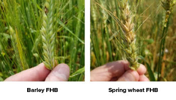 A photo showing disease damage in barley and spring wheat crops.