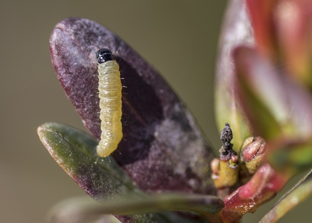 Une chenille jaune à tête noire sur une feuille teintée de violet d’un plant de canneberge.