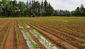 Champs agricoles avec des plants de maïs sortant à peine du sol.