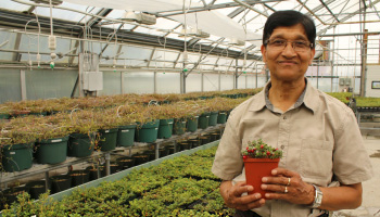 A scientist standing in a greenhouse holding a berry plant.