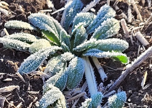 Dark green plant with frost on it.