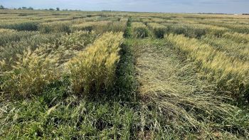 Rows of rectangular plots of wheat, with some plants standing upright and others falling over