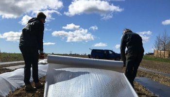 Des chercheurs installent un tunnel bas en plastique au‑dessus de cultures de haricots verts dans un champ.