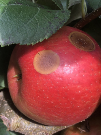 Pomme rouge avec deux taches brunes.