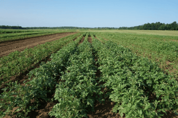 Un champ de pommes de terre luxuriant en été.