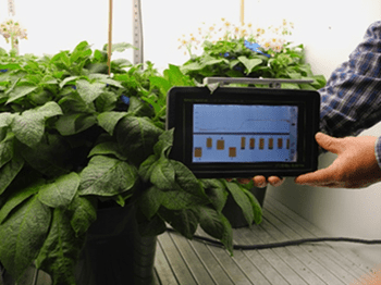 Spectroradiomètre fixé à un plant de pomme de terre dans une chambre de croissance.