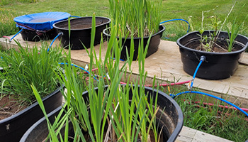 Large buckets filled with various types of soil and plants found in wetlands