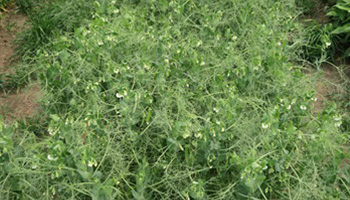 Parcelle rectangulaire densément couverte de plants verts à petites fleurs blanches, sans terre visible entre les feuilles.