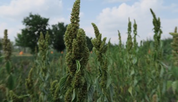 Plante présentant des grappes de graines verticales compactes se détachant sur un ciel bleu.