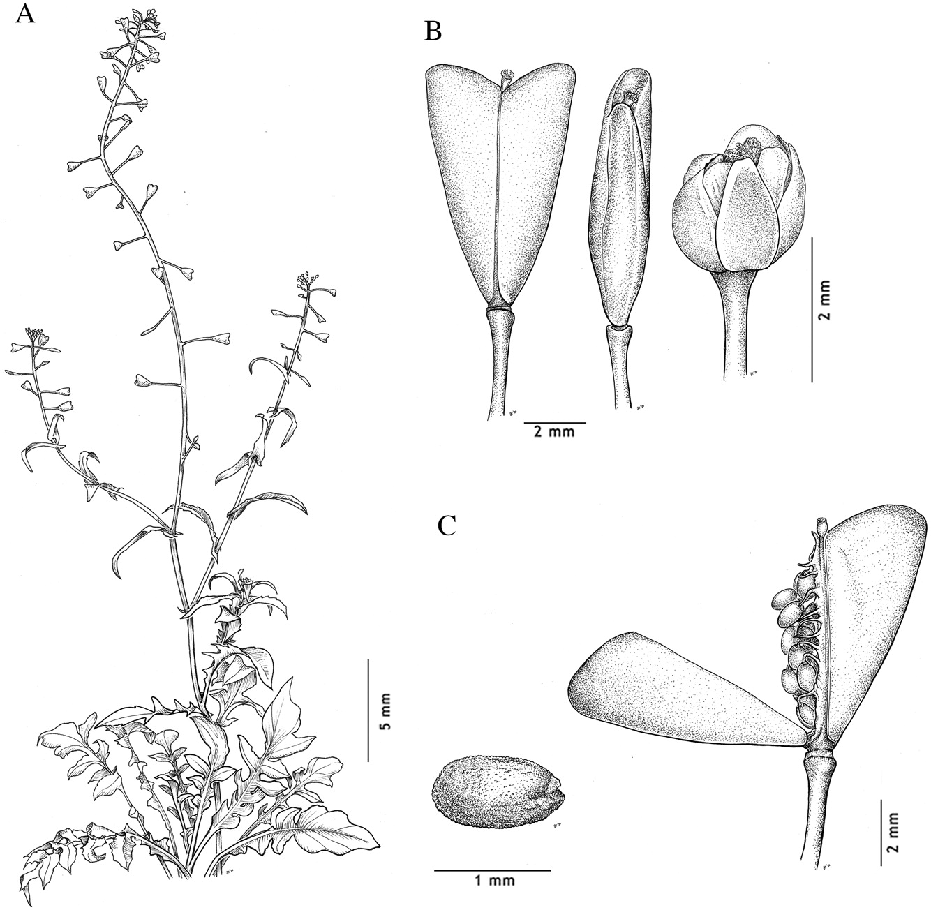 Illustration par Jessica Hsiung d’un plant de Capsella bursa-pastoris sur laquelle on peut voir une plante dont la croissance est complète, ainsi que ses fleurs et ses graines.