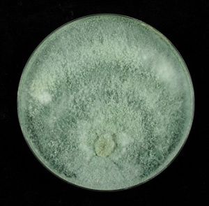Image au microscope du champignon Trichoderma canadense, qui apparaît rond et gris.