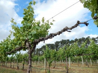 A grapevine plant with a dead cordon with no leaves extending from its right side