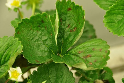 Close-up of spots on the green leaves of a strawberry plant.