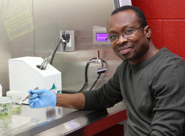 A scientist  working with plant samples  in a laboratory