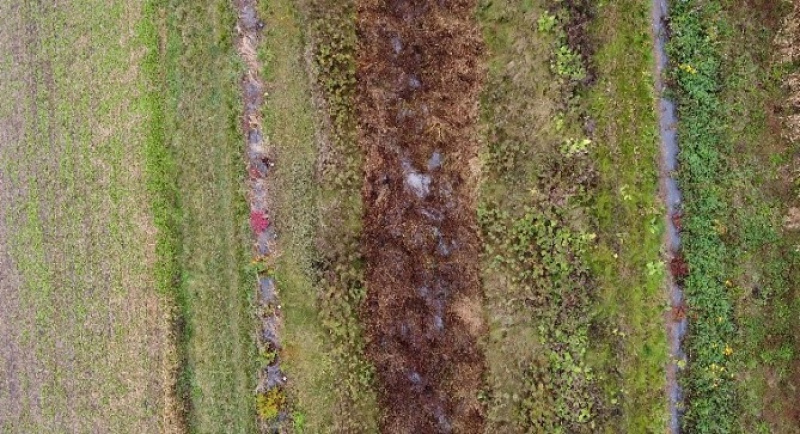 riparian strip in July 2022