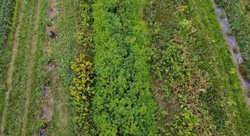 riparian strip in September 2022